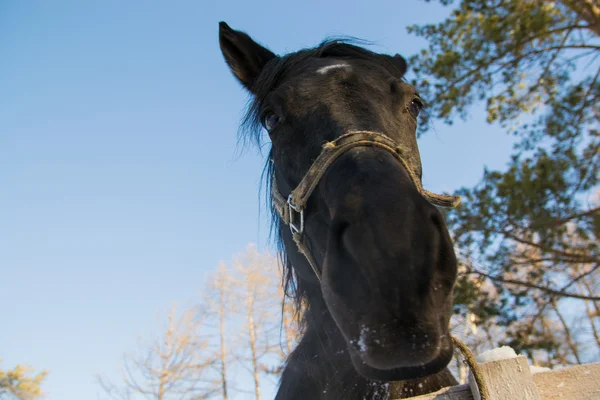 Uppmärksam häst — Stockfoto