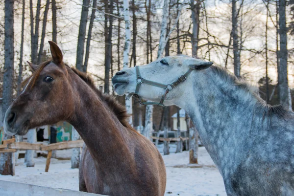 Gra dwa konie — Zdjęcie stockowe