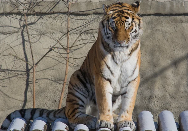 Tigre dormir — Fotografia de Stock