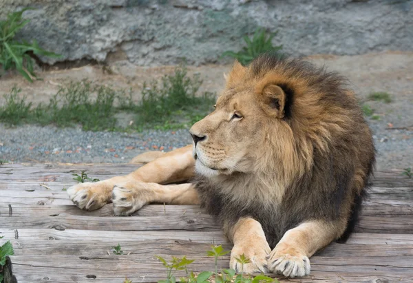 Lion mignon couché sur des bûches — Photo