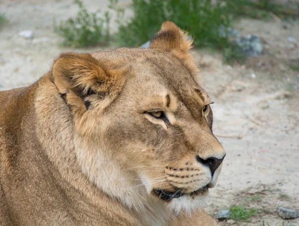 Lion rouge dormant — Photo
