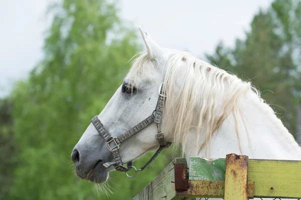 Šéf bílých koní — Stock fotografie