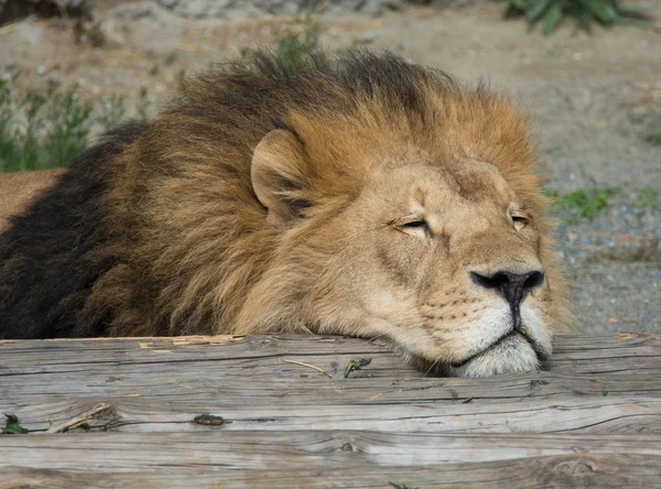 Lion sommeil — Photo