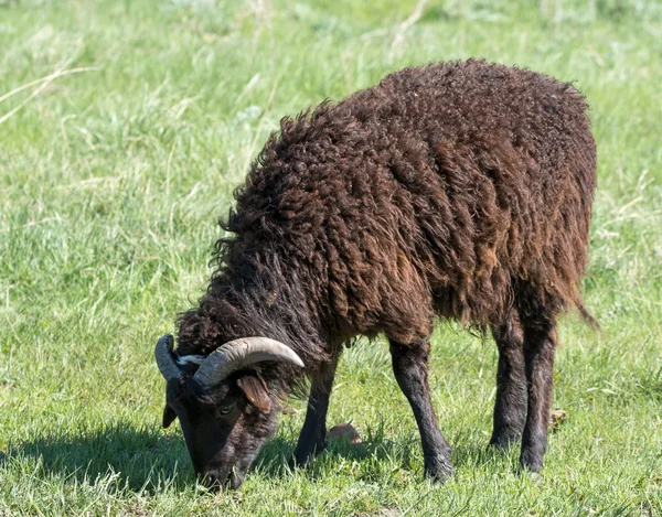 Sheep grazing on a meadow by the river