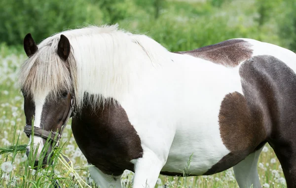 Young fläckig häst skrubbsår i en ängar — Stockfoto