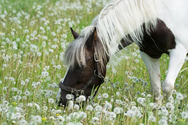 Belo cavalo manchado pastora em um prado com margaridas — Fotografia de Stock