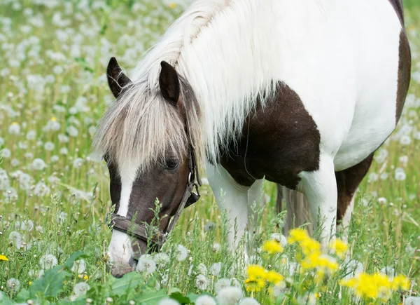 Häst som betar på en våren äng av prästkragar — Stockfoto