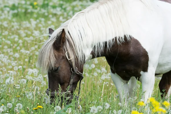 Häst på en äng med blommor — Stockfoto