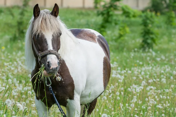 Hästen tuggar våren gräset — Stockfoto