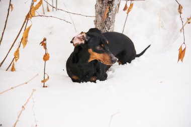 siyah dachshund