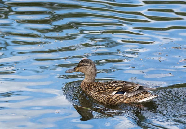 素敵なアヒルが水に浮く — ストック写真