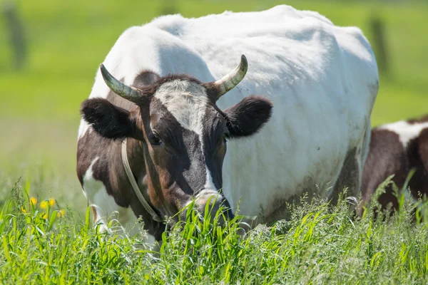 White cow grazing in the pasture — Stock Photo, Image