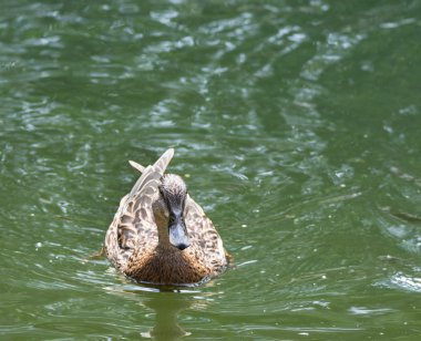 bir gölet üzerinde yüzen ördek