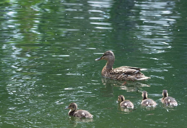 Pływa kaczka z ducklings — Zdjęcie stockowe