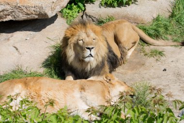 Bir aslan bir dişi aslan uyku korur