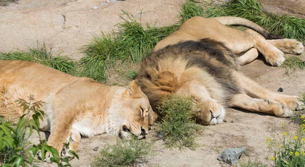 Dois leões dormindo juntos na areia — Fotografia de Stock