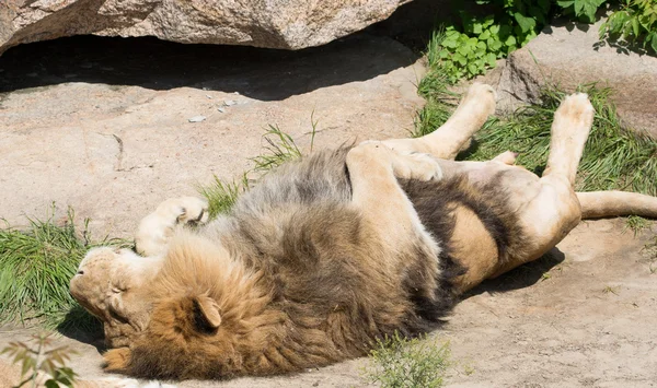 Leão adormecido engraçado — Fotografia de Stock