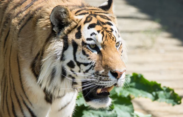 Ameaça sorriso tigre — Fotografia de Stock