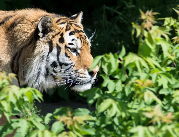 Caça do tigre nos arbustos verdes — Fotografia de Stock