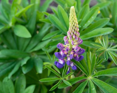 çiçek açan ayçiçeği