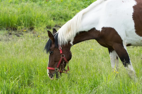 Prickig häst som betar på en grön äng — Stockfoto