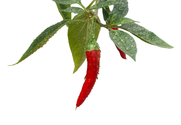 Bir dalda kırmızı biber