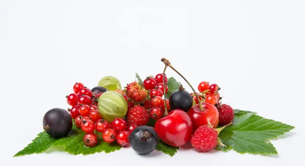 Ernte frischer Beeren — Stockfoto