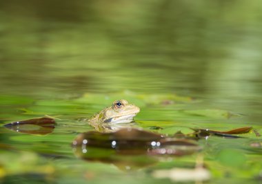 lily pad üzerinde kurbağa