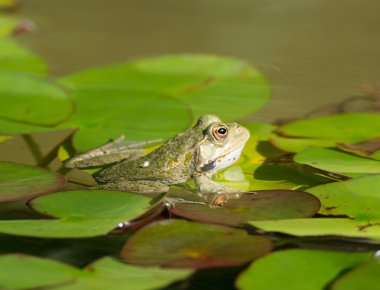 Zambak üzerinde yeşil kurbağa
