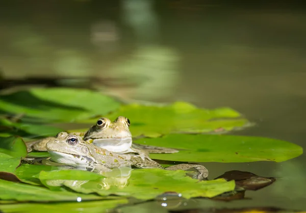 Dos ranas en el lago Imagen De Stock