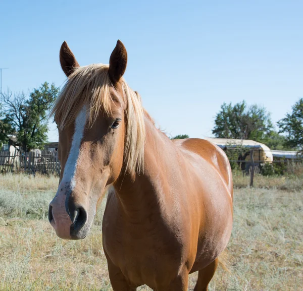 Vackra bruna häst som betar på en äng — Stockfoto