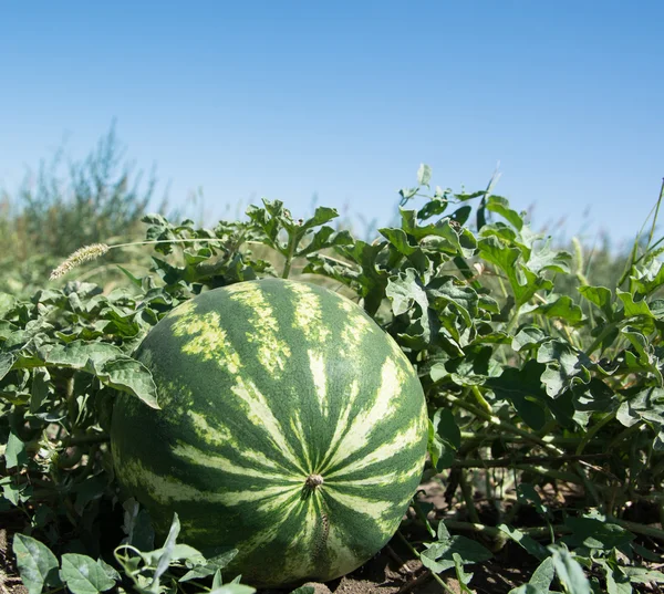 Melones verdes en las camas Imagen De Stock