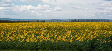 Ayçiçeği sarı alanlar