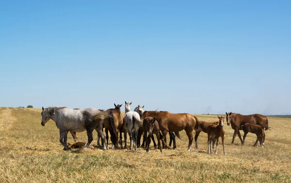 Стадо коней у полі — стокове фото