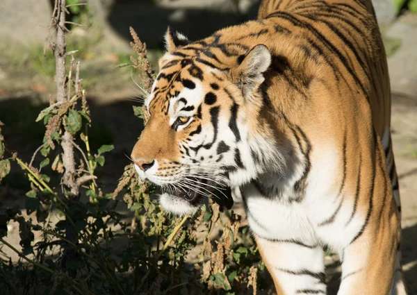 Grande tigre — Fotografia de Stock