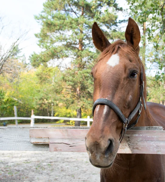 Trevlig häst — Stockfoto