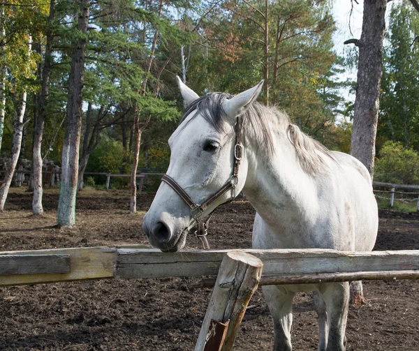 Bílý kůň v lese — Stock fotografie
