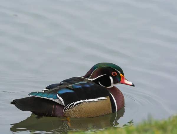 Eend bij de vijver — Stockfoto