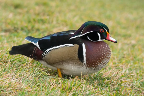 duck by the pond