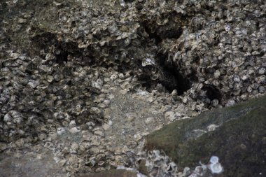 Fosil deniz kabuğu Plajı