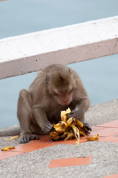 Eten van banaan aap — Stockfoto
