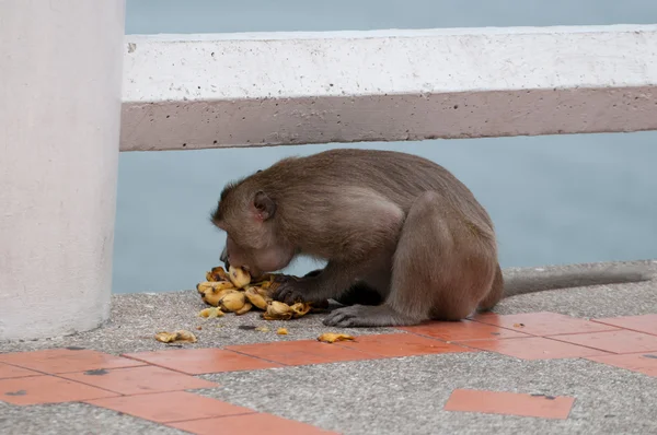 Mono comiendo plátano — Foto de Stock
