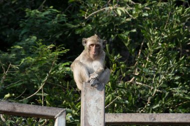 Rhesus makak maymunu portresi