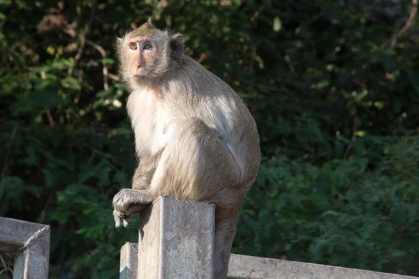 Portret van rhesus makaak monkey — Stockfoto