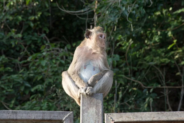 Portret van rhesus makaak monkey — Stockfoto