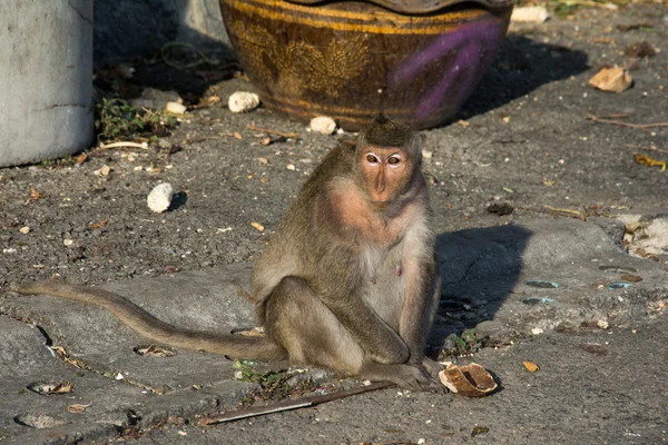 Portrét opici makak — Stock fotografie