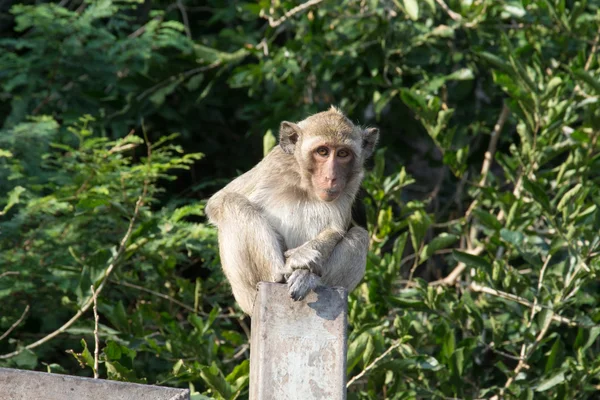 Retrato de mono macaco rhesus — Foto de Stock