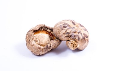 shiitake mantar beyaz zemin üzerine