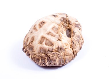 shiitake mantar beyaz zemin üzerine