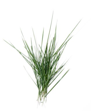 Yaprak gülümsemek izole beyaz arka plan üzerinde.